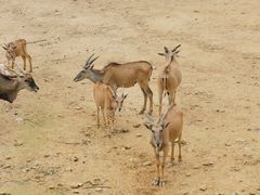 -泉州海丝野生动物世界