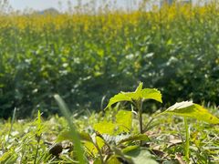 -光明小镇欢乐田园