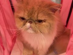 -瑞鹏宠物医院·骨科·猫科·内科(第一中心)
