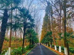 -合肥滨湖国家森林公园