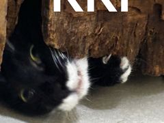 -瑞派伍一宠物医院·眼科·骨科·猫科转诊中心(马王堆院)