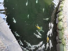 -南宫五洲植物乐园