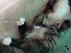 -猫咪博物馆(顶澳仔猫街店)