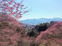 -新建村梅花