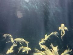 -西安曲江海洋极地公园