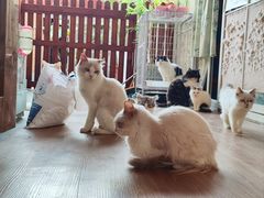 -楼上猫咖(罗湖店)