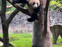 -都江堰中华大熊猫苑