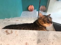 -飞行喵MR PILOT|猫舍·猫咖(静安大融城店)