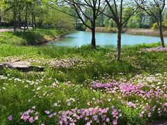 -泗洪洪泽湖湿地景区