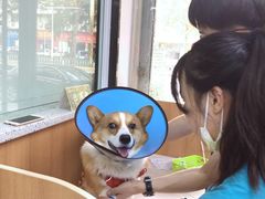 -联合动物医院(光谷诊疗中心)