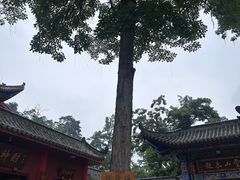 -黔灵山公园