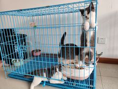 -翊宠yipet猫狗购宠庄园犬舍•猫舍