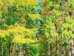 -东平国家森林公园