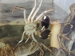 -七的湖·晚芳亭·阳澄湖农家菜·大闸蟹(莲花岛店)