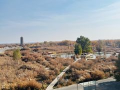 -金塔沙漠胡杨林景区