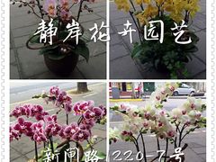 -静岸花卉园艺(三星坊店)