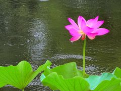 -东山雕花楼