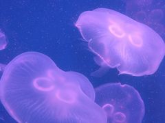 -左海海底世界