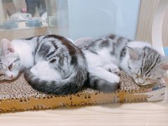 -屋虎猫馆(宝安大仟里店)