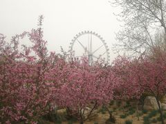-石家庄市植物园
