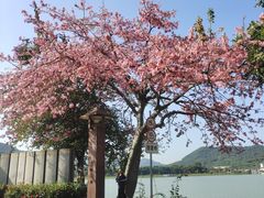-风云岭森林公园