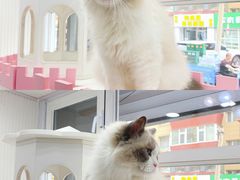 -青奢宠物·青奢猫舍