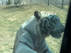 -北京野生动物园