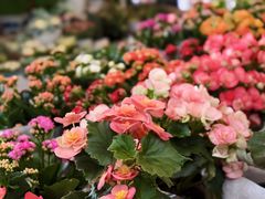 -曲阳花鸟市场(曲阳路店)