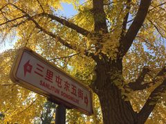-三里屯东五街银杏大道