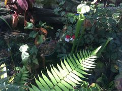 -国家植物园南园