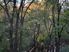 -大岭沟猕猴桃谷风景区