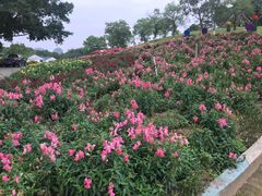 -松山湖梦幻百花洲