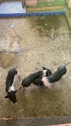 点击看大图 -萌宠亲子动物乐园(槐房万达店)