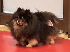 -和它·交个朋友·狗咖猫咖(爱琴海店)
