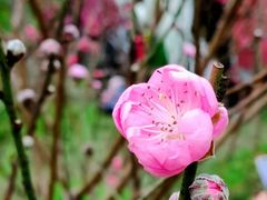 -桃花涧