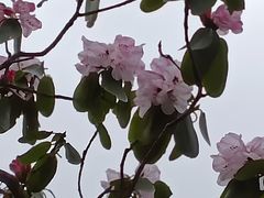 -王顺山国家森林公园