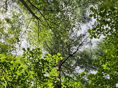 -五营红松林海景区