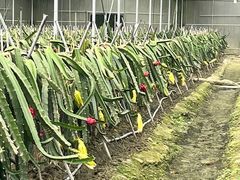 -洪湖家庭农场·团建·露营·会议