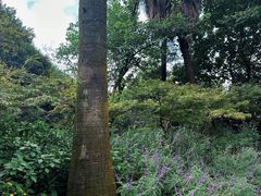 -南山植物园