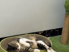 -瑞鹏·疫苗·绝育·宠物医院(广九店)
