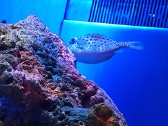 -上海海洋水族馆