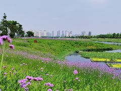 -洋湖国家湿地公园