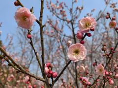 -梅花山(明孝陵内)