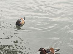 -湖畔居茶楼(湖滨店)