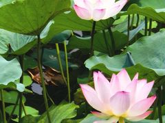 -荔湾湖公园