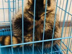 -浣熊柯尔鸭土拨鼠·电玩咖