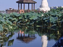 -荷塘月色湿地公园·向阳花洲