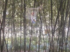 -荷风细雨·中国茶宴(碧云店)