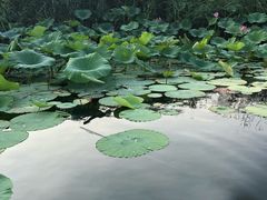 -白洋淀景区