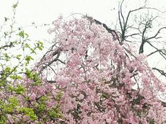 -西安青龙寺遗址景区